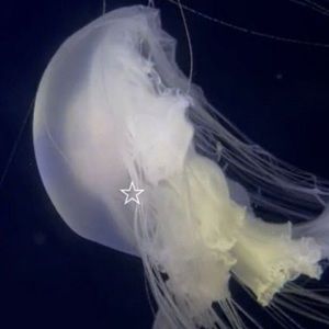 Meet your Posher, Joy